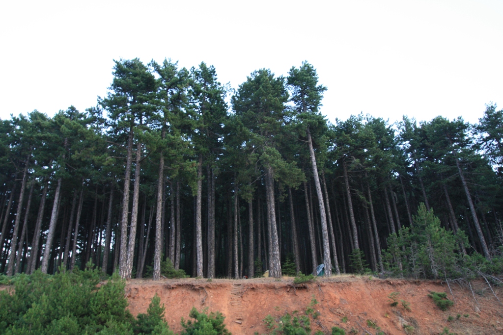 trees